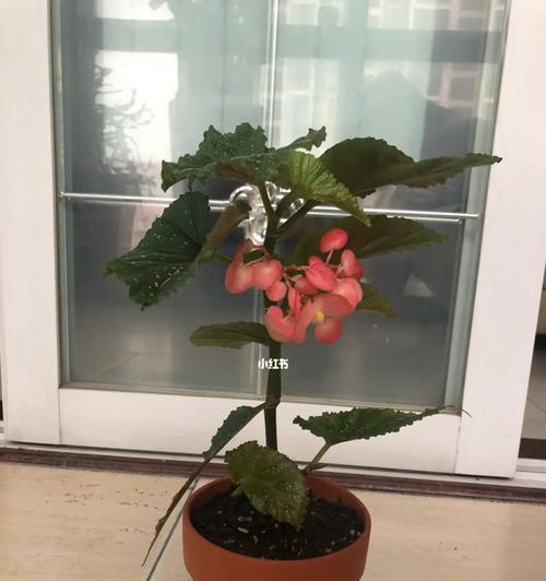 竹节海棠花的种子采集方法（以提高种植效果为目标的采集技巧）