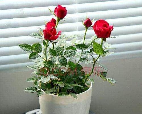 如何成功养殖月季花(月季花的育种和养护技巧)