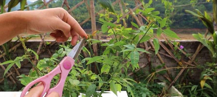 如何成功养殖月季花（月季花的育种和养护技巧）