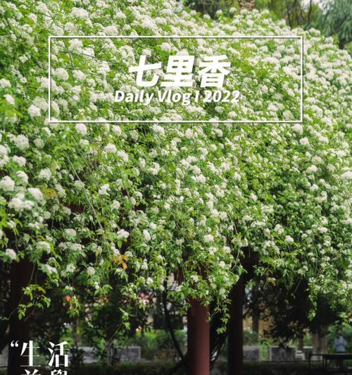 探寻七里香的花语（真爱永恒，不忘初心）