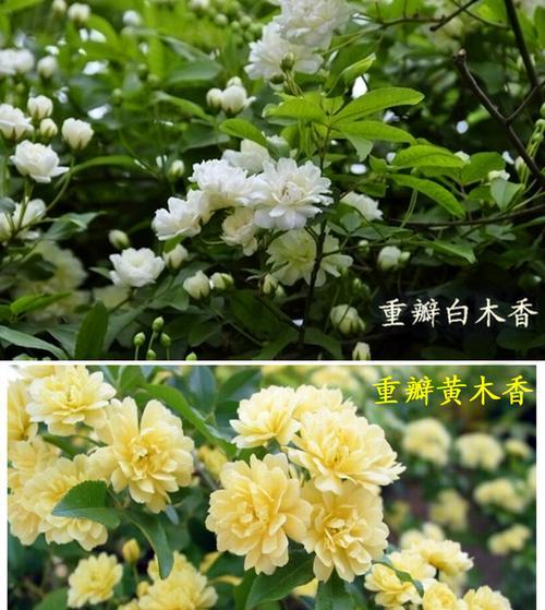 探寻七里香的花语（真爱永恒，不忘初心）