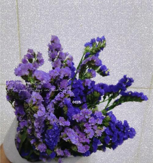 勿忘我花语大揭秘——不同颜色代表的含义（解锁勿忘我的神秘面纱，了解不同颜色花朵所传达的信息）