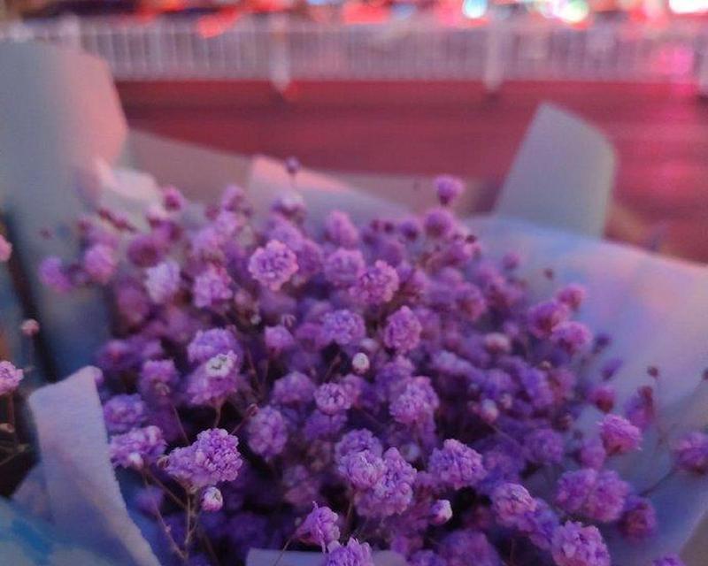 紫色满天星的花语（探究紫色满天星背后的含义）