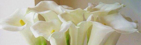 马蹄莲的花语和传说（神秘花朵的传奇故事与深层寓意）