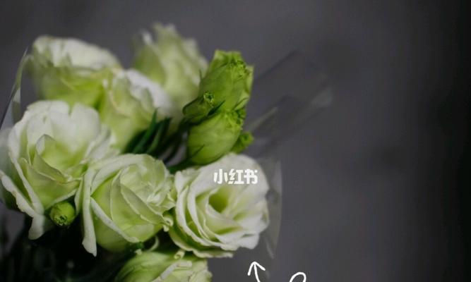 洋桔梗的花语与不同颜色的含义（揭秘洋桔梗花的神秘密码，色彩揭示其深意）