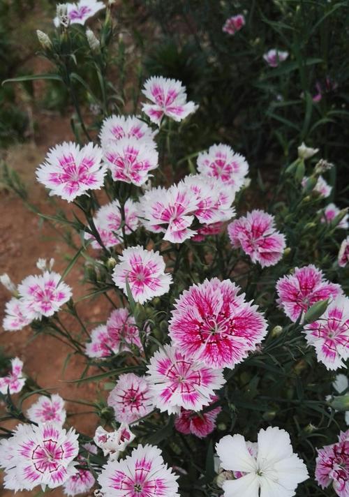 石竹花的花语(探究石竹花的意义与象征)