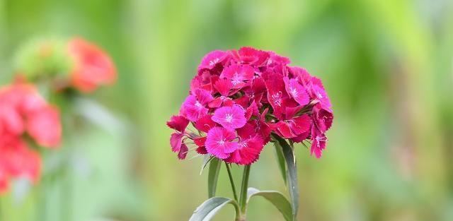 石竹花的花语（探究石竹花的意义与象征）