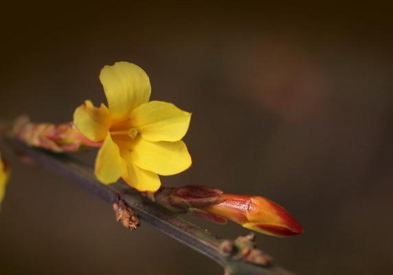 迎春花的花语（揭示迎春花的神秘花语，了解它的含义与象征）