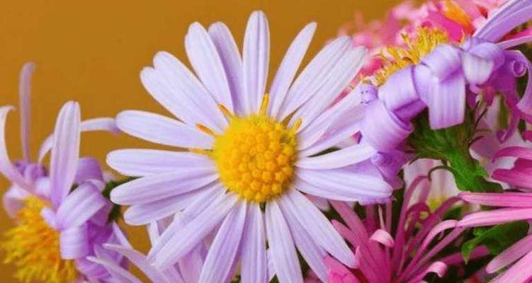 花语之美——探寻不同花种的含义（用花语诉说你的情感）