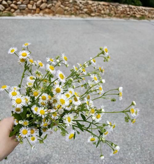 小雏菊的寓意与花语（探寻小雏菊背后的花语和意义）