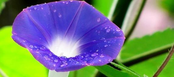 牵牛花的花语与意义（解读牵牛花代表的含义和象征意义）