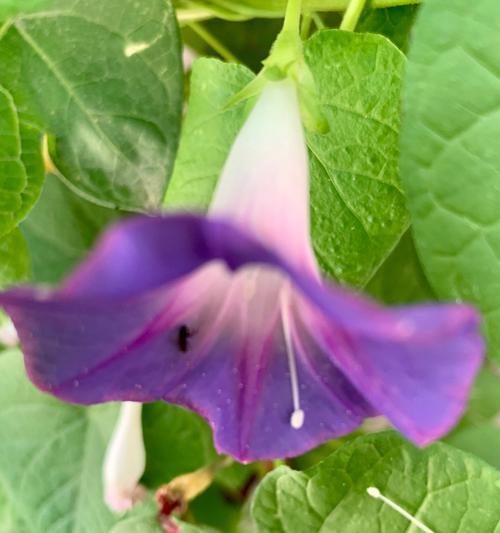 牵牛花的花语与意义（解读牵牛花代表的含义和象征意义）