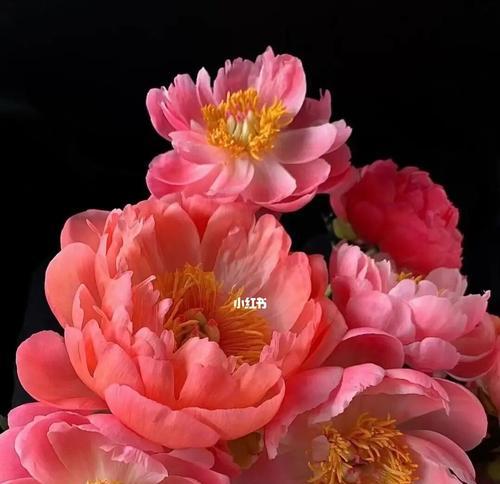 探寻芍药花语（揭秘芍药背后的深意，让您更懂芍药）