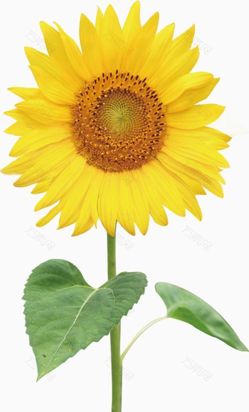 向日葵——自信与希望的象征（充满力量的阳光之花）