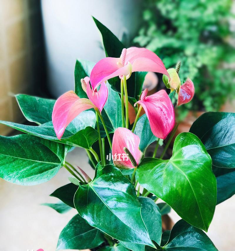 红掌花语——热情、爱情和美好（掌握红掌花的语言，传递心灵的感动）