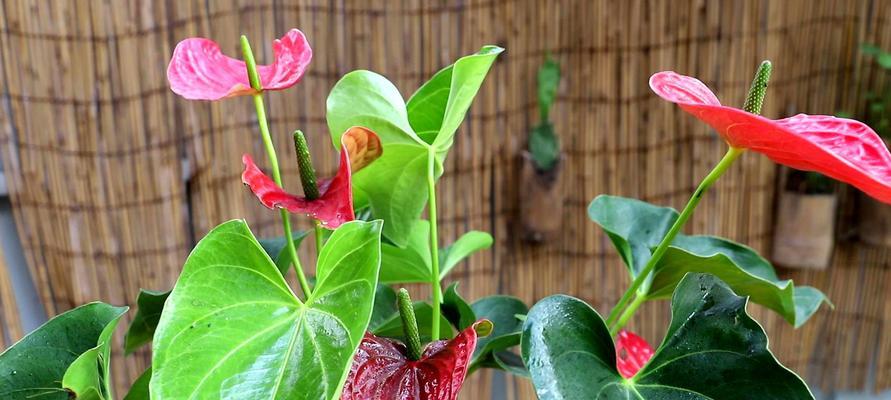 红掌花语——热情、爱情和美好（掌握红掌花的语言，传递心灵的感动）