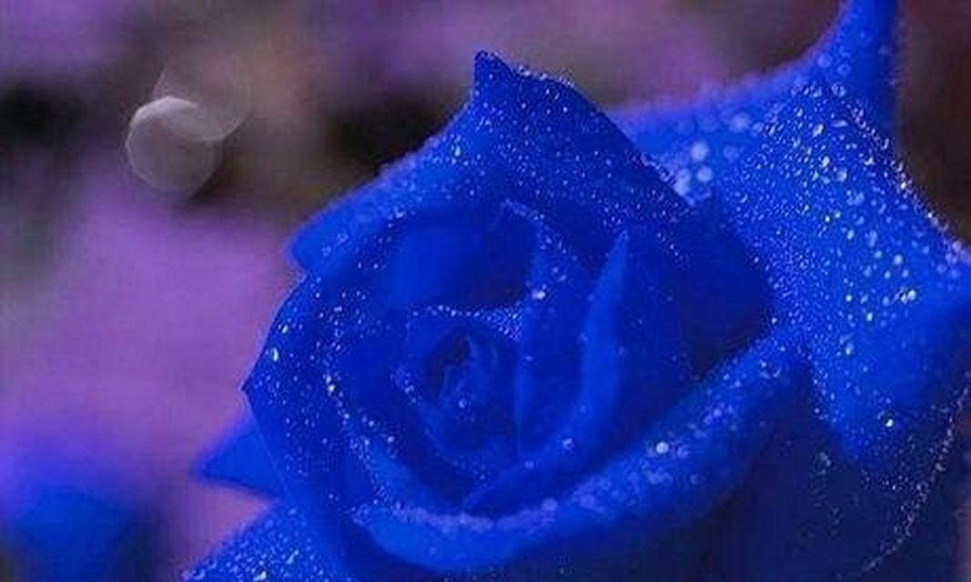 蓝色妖姬玫瑰花的花语（揭秘神秘蓝色妖姬玫瑰的花语及象征意义）
