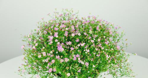 浪漫的满天星花语（花开如梦，意境缤纷）