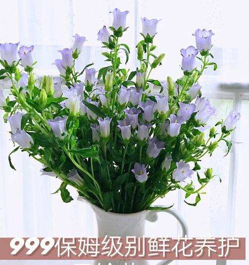 风铃花的花语（花语意义深远，风铃花又有哪些特别的象征意义？）