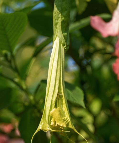 紫色曼陀罗花的花语（探究紫色曼陀罗花所代表的含义与象征）