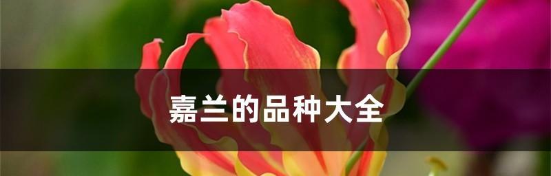 揭秘嘉兰花语的寓意（解读嘉兰花语的神秘密码）
