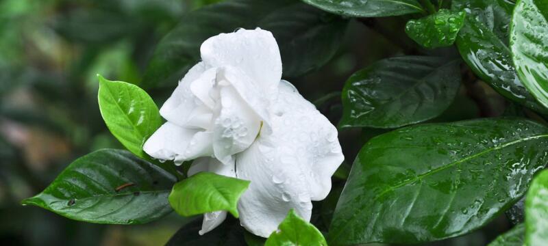 栀子花花语的象征与寓意（探寻栀子花的美丽与意义）