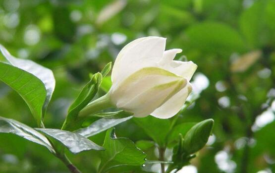栀子花花语的象征与寓意（探寻栀子花的美丽与意义）