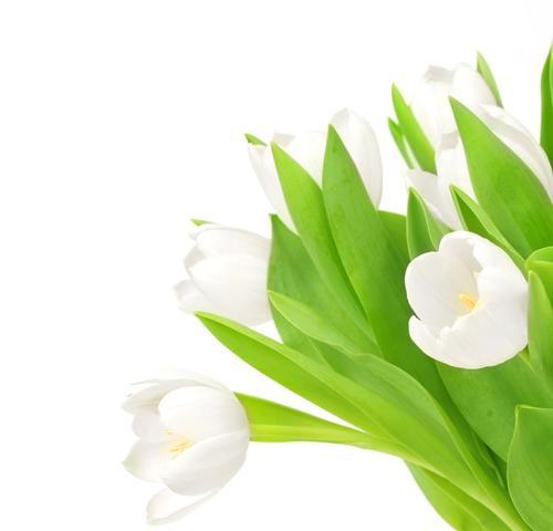 白色郁金香的花语（传递宁静和纯洁）