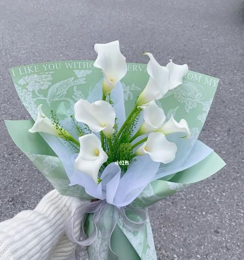 海芋花的花语（探寻海芋花的寓意与文化价值）