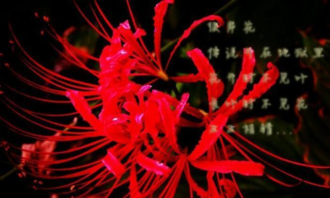 解析彼岸花花语（以“过去的爱情”为）