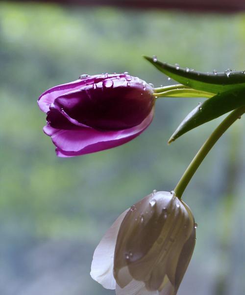 黑色郁金香之花语（探秘黑色郁金香的神秘花语，揭开花海中的一抹浓墨重彩）