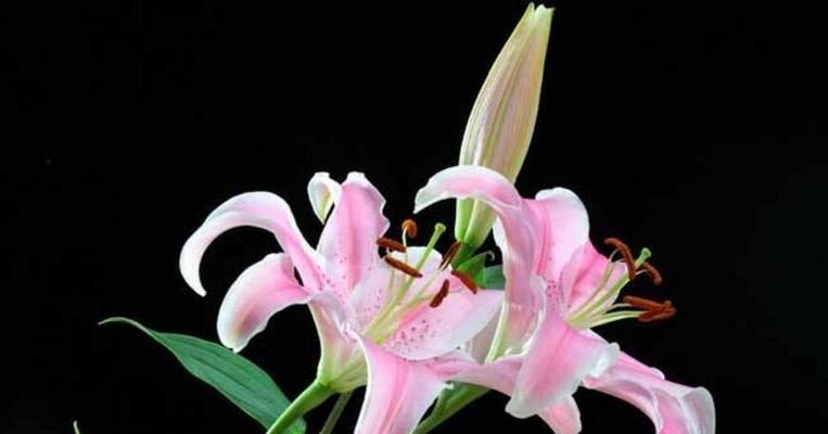 百合花语——美好爱情的象征（探寻百合的花语与文化内涵）