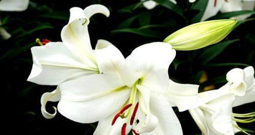 百合花语——美好爱情的象征（探寻百合的花语与文化内涵）