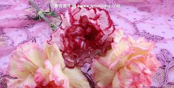 黄康乃馨花语（揭秘黄康乃馨的丰富内涵和意义）