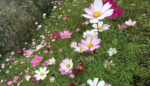 波斯菊花语的深层含义（解读波斯菊的八种花语）