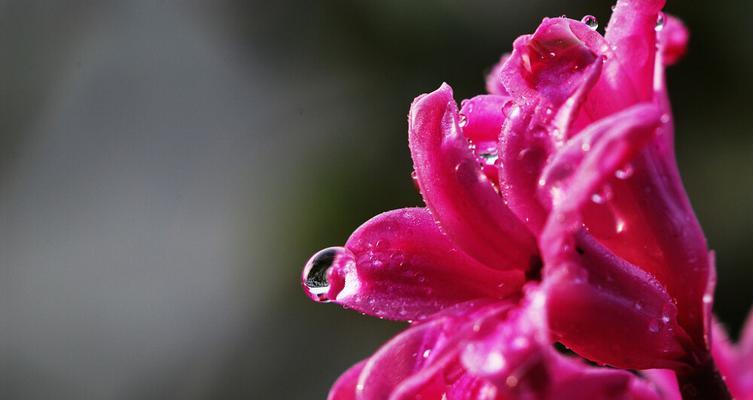 红色风信子的花语（传达着爱情的热情与浓郁）