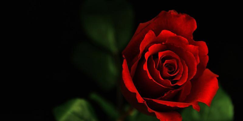 玫瑰花的花语及意义（传递爱意的代表花——玫瑰花）