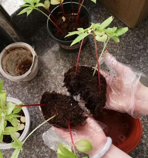 如何种植美丽的凤仙花（凤仙花种植方法和时间详解，让你轻松打造花园的“明珠”）