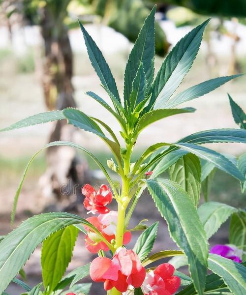 如何种植美丽的凤仙花（凤仙花种植方法和时间详解，让你轻松打造花园的“明珠”）