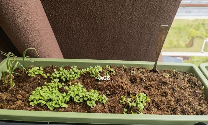 阳台种菜，让生活更绿色（种植技巧和注意事项，打造自己的生态花园）