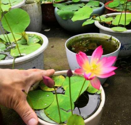 碗莲种植详解（手把手教你成功种出美丽的碗莲）