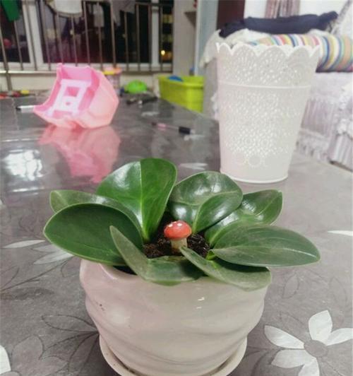 如何修剪出美丽的豆瓣绿（从修剪技巧到养护要点，全方位指导）