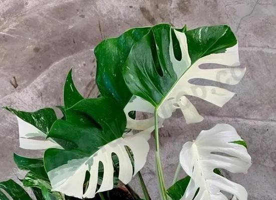 龟背竹养殖全指南（如何成功养殖龟背竹？龟背竹的生长要素是什么？）