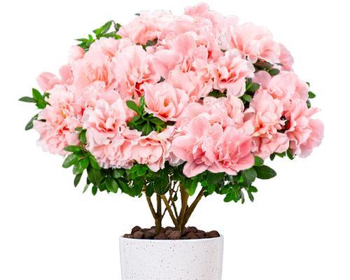 四季开花，室内养花大全（打造四季花海，室内花园独享）