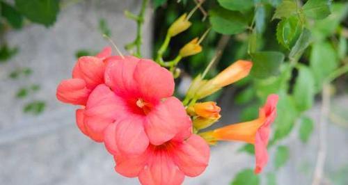 细说凌霄花的花期和观赏技巧（探究凌霄花开花时间、品种选择及养护技巧）