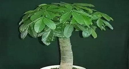 发财树的种植与养护（打造绿色家居，学会发财树的正确养护）
