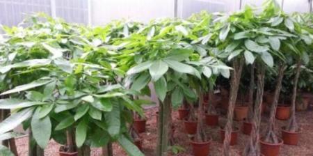 发财树的种植与养护（打造绿色家居，学会发财树的正确养护）