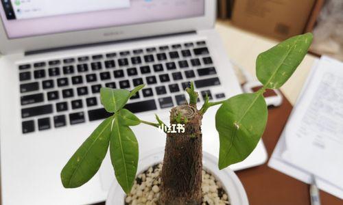 发财树可否晒太阳？——解析养护发财树的误区（探究发财树的日光需求及晒太阳的效果，避免常见养护误区）