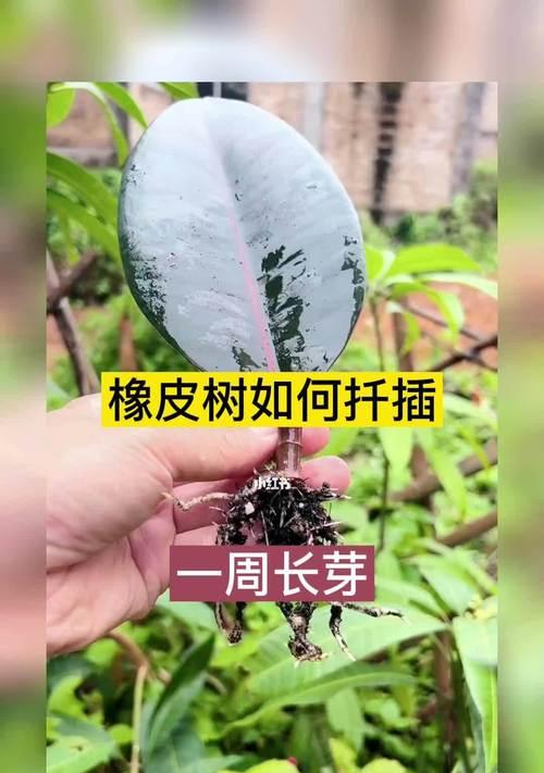 橡皮树的简易扦插方法（让你轻松培育自己的橡皮树）