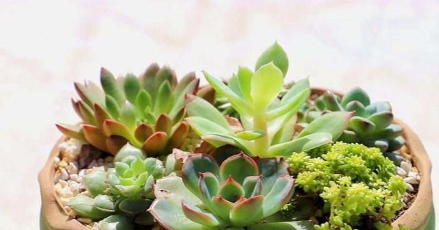 多肉植物养护指南（打造绿色家居的关键技巧）